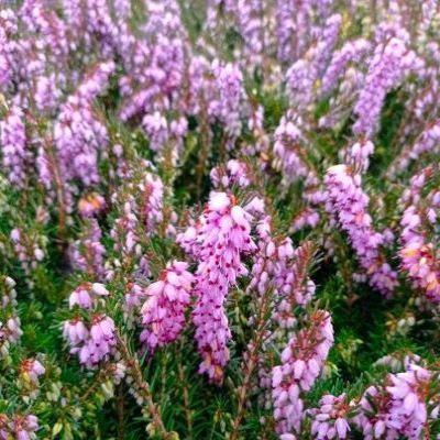 Bruyère rustique Darley Dale - Leaderplant