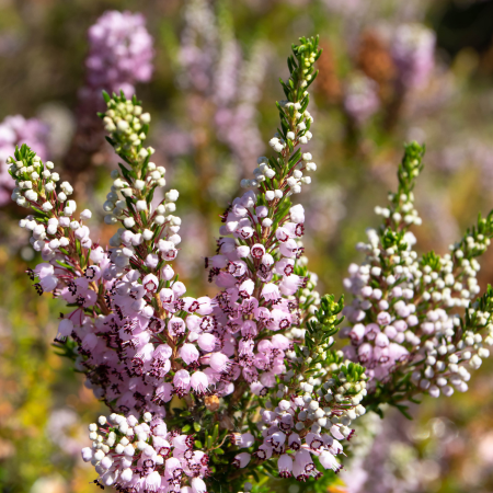 Bruyère de Cornouailles  - Leaderplant