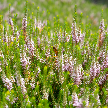 Bruyère de Cornouailles  - Leaderplant