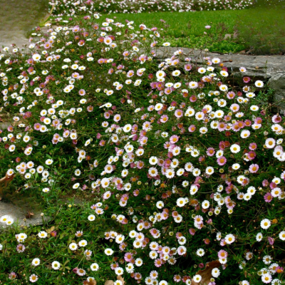 Erigeron - Pâquerette des murailles - Leaderplant