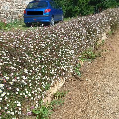 Erigeron - Pâquerette des murailles - Leaderplant