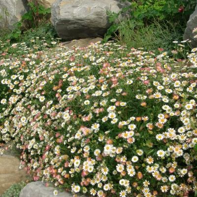 Erigeron - Pâquerette des murailles - Leaderplant