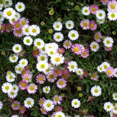 Erigeron - Pâquerette des murailles - Leaderplant