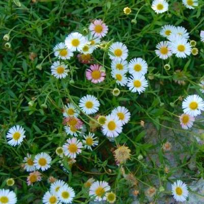 Erigeron - Pâquerette des murailles - Leaderplant