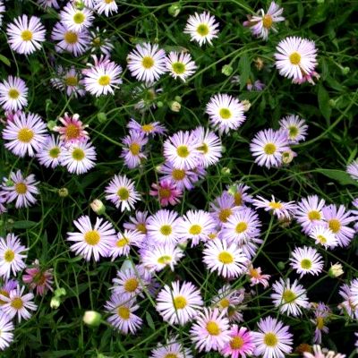 Erigeron lavender lady - Leaderplant