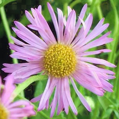 Erigeron lavender lady - Leaderplant