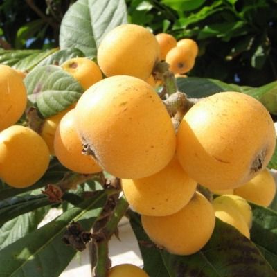 Néflier du Japon - Leaderplant