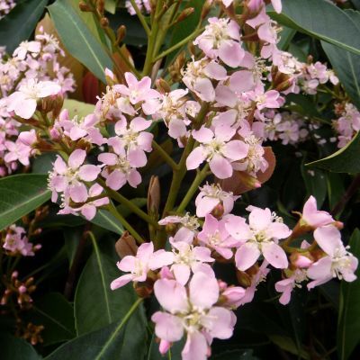 Néflier du Japon Fleur - Leaderplant