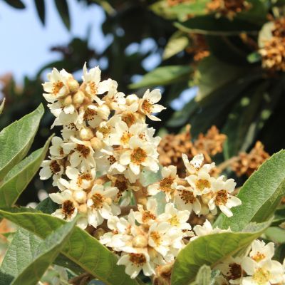 Néflier du Japon Tanaka - Leaderplant