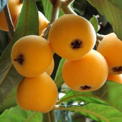 Néflier du Japon Tanaka - Leaderplant