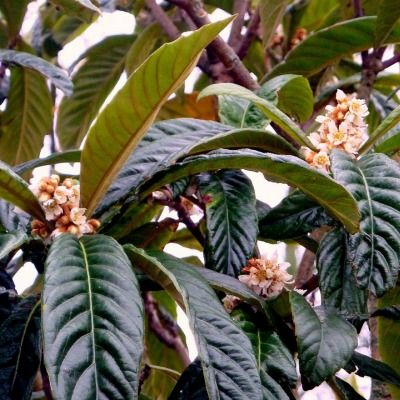 Néflier du Japon - Leaderplant