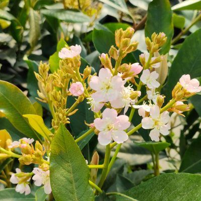 Néflier du Japon Fleur - Leaderplant