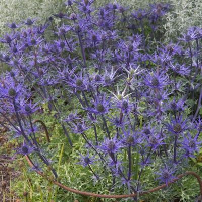 Chardon bleu d'Ornement Lapis Blue ® - Leaderplant