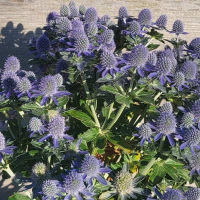 Chardon Bleu Grumpy - Leaderplant