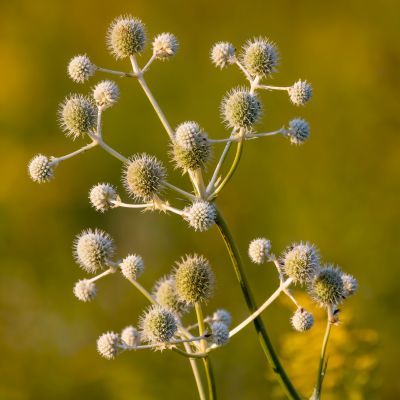 Chardon Blanc à feuilles de Yucca - Leaderplant