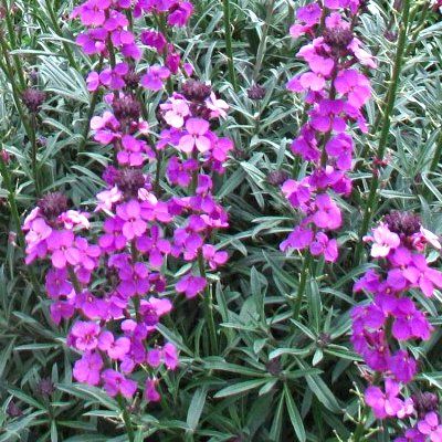 Giroflée arbustive mauve - Leaderplant