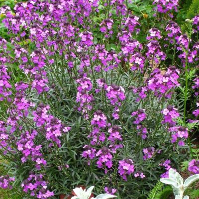 Giroflée arbustive mauve - Leaderplant