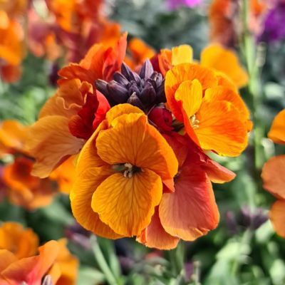 Giroflée Colour Vibe Orange - Leaderplant