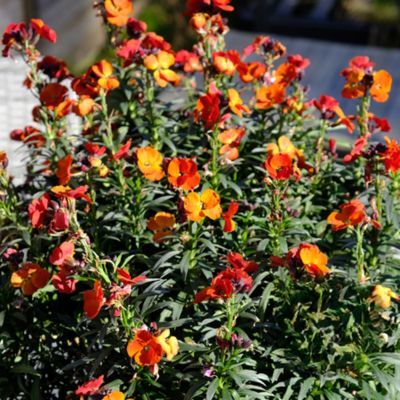 Giroflée Colour Vibe Orange - Leaderplant