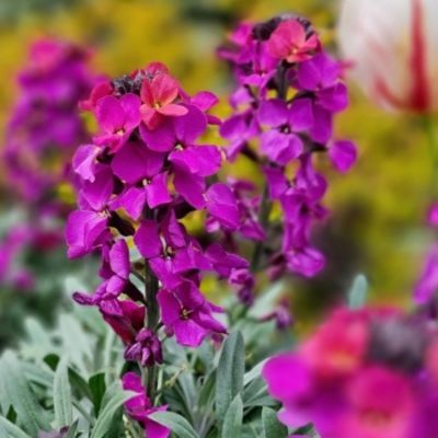 Giroflée Colour Vibe Purple - Leaderplant