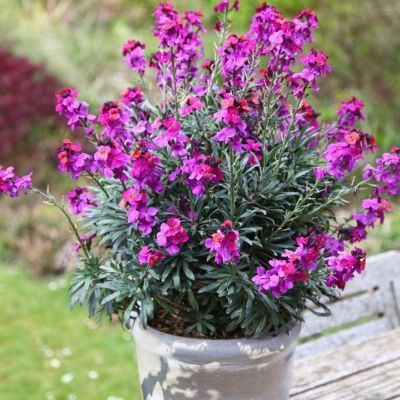 Giroflée Colour Vibe Purple - Leaderplant