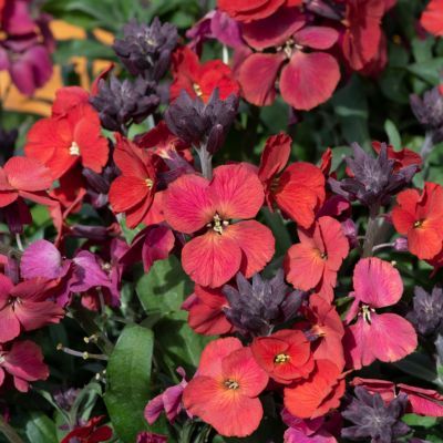 Giroflée Colour Vibe Red - Leaderplant