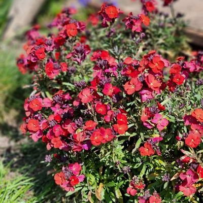 Giroflée Colour Vibe Red - Leaderplant