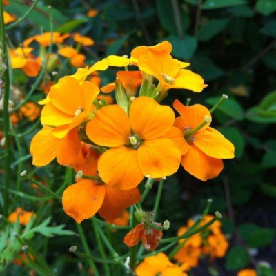 Giroflée Sunstrong Orange - Leaderplant