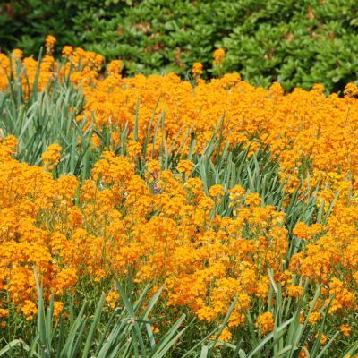 Giroflée Sunstrong Orange - Leaderplant