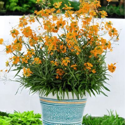 Giroflée Sunstrong Orange - Leaderplant