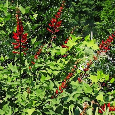 Erythrine bidwillii   - Leaderplant