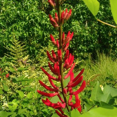 Erythrine bidwillii   - Leaderplant