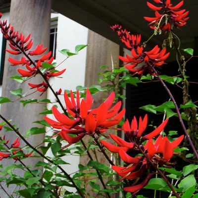 Erythrine bidwillii   - Leaderplant