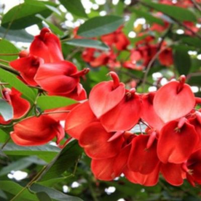 Érythrine Crête de Coq / Arbre Corail - Leaderplant