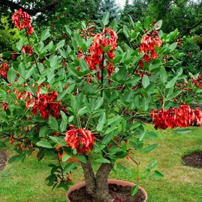 Érythrine Crête de Coq / Arbre Corail - Leaderplant
