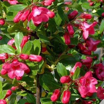 Escallonia rouge couvre-sol 'Red Dream' - Leaderplant