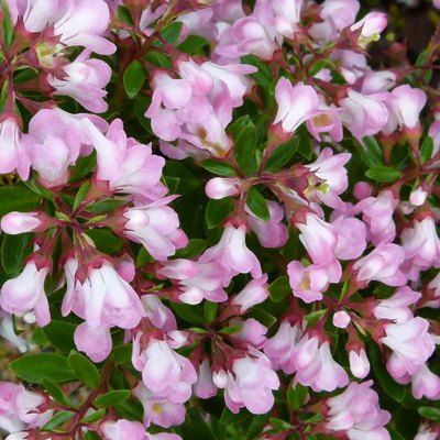 Escallonia rose 'Apple Blossom' - Leaderplant