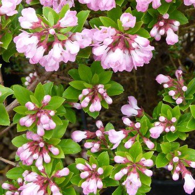 Escallonia rose 'Apple Blossom' - Leaderplant