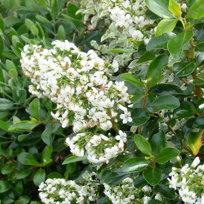 Escallonia iveyi blanc - Leaderplant