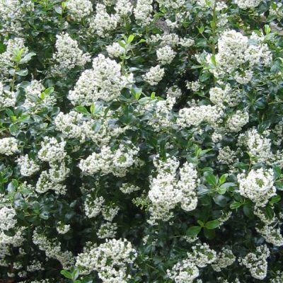 Escallonia iveyi blanc - Leaderplant