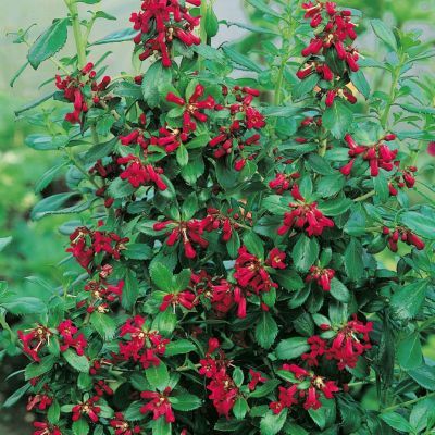 Escallonia Coccinea compacta - Leaderplant