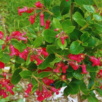 Escallonia Coccinea compacta - Leaderplant