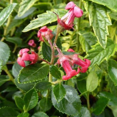 Escallonia Crimson Spire - Leaderplant