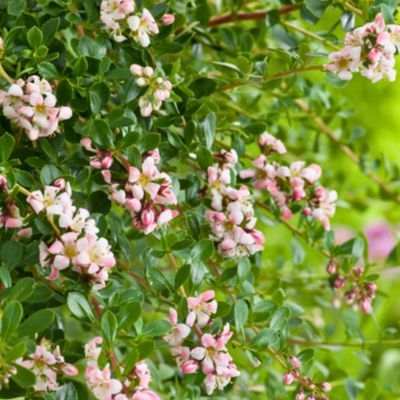 Escallonia Donard Seedling - Leaderplant
