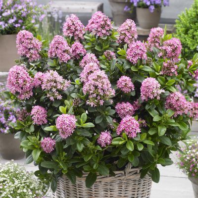 Escallonia rose Pink Elle ® - Leaderplant