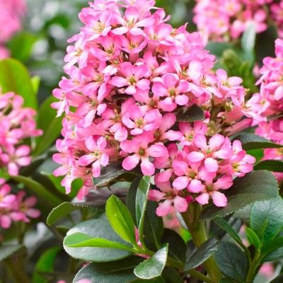Escallonia rose Pink Elle ® - Leaderplant