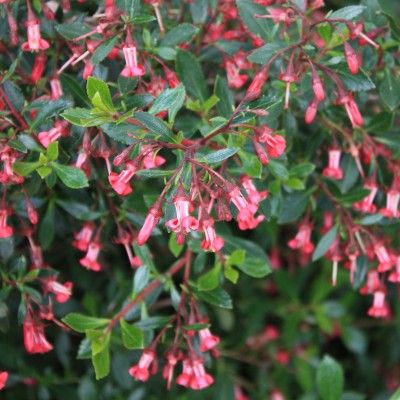 Escallonia couvre sol 'Red Carpet' ® - Leaderplant