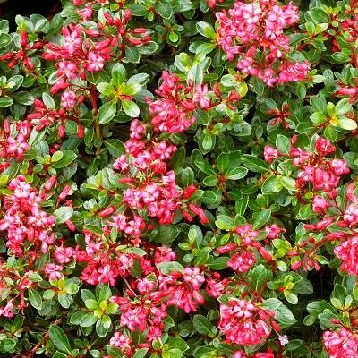 Escallonia rouge couvre-sol Red Dream en mini-motte - Leaderplant