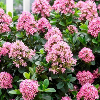 KIT arbustes à floraison rose - Leaderplant