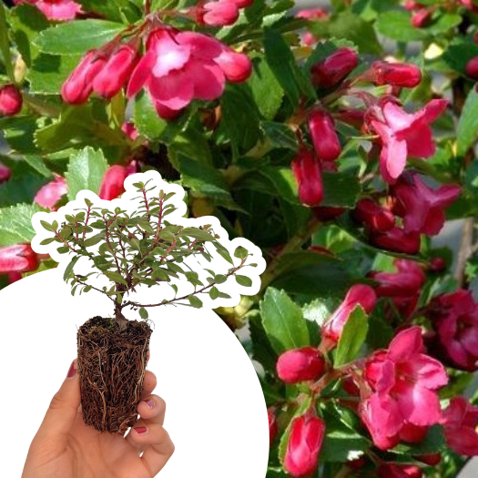 Escallonia rouge couvre-sol Red Dream en mini-motte - Leaderplant